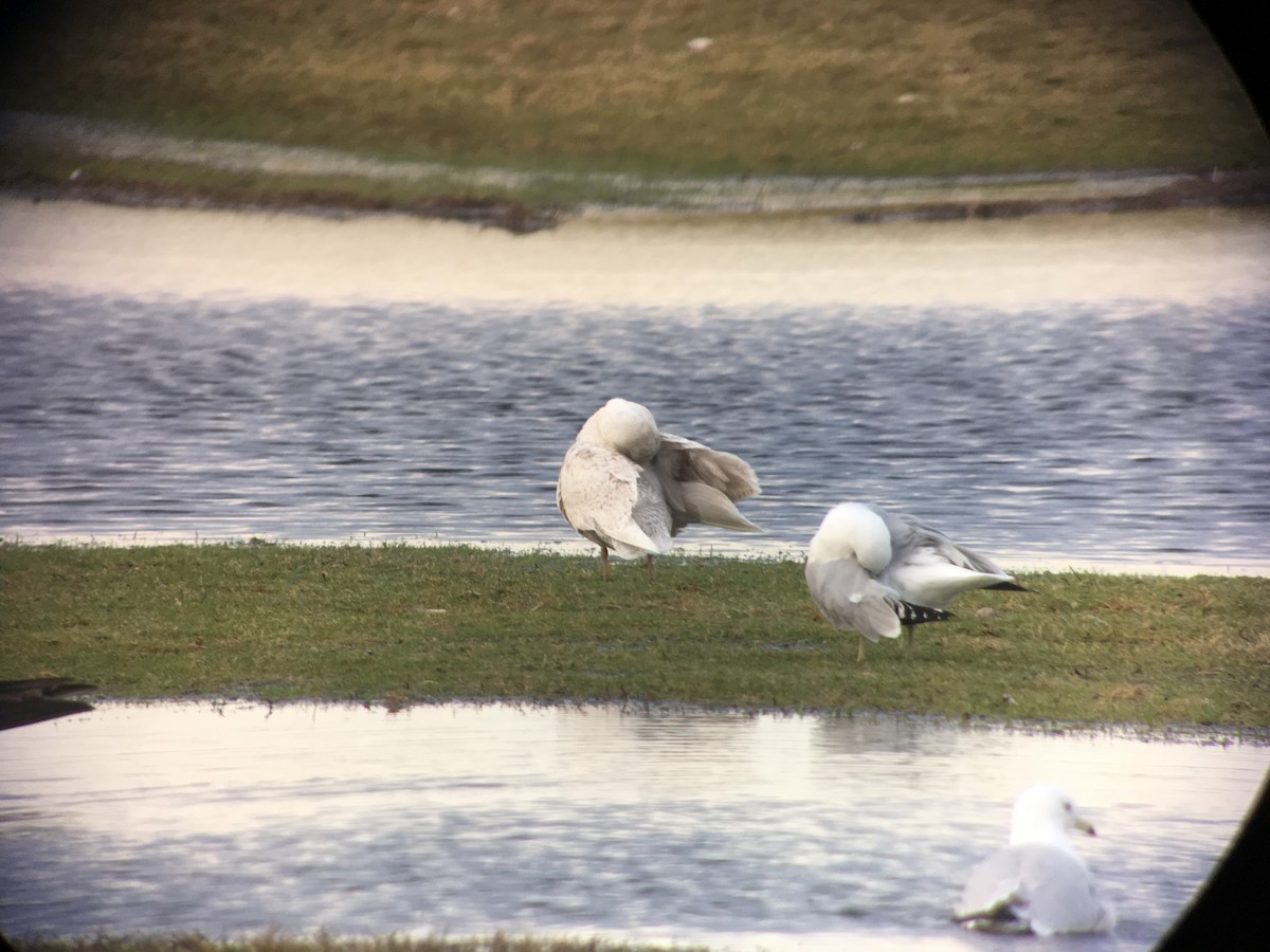 Iceland Gull (kumlieni/glaucoides) - ML53670591