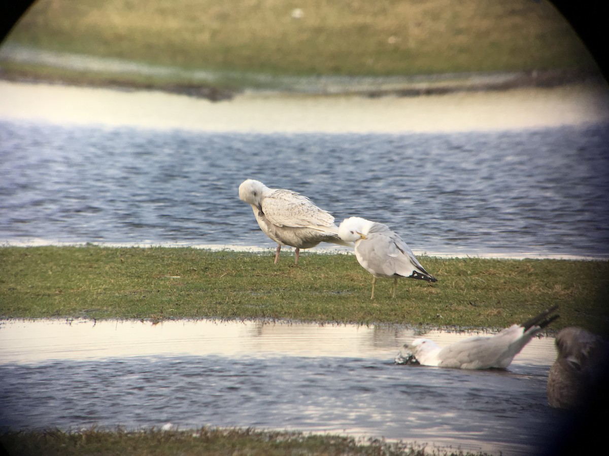 Iceland Gull (kumlieni/glaucoides) - ML53670601