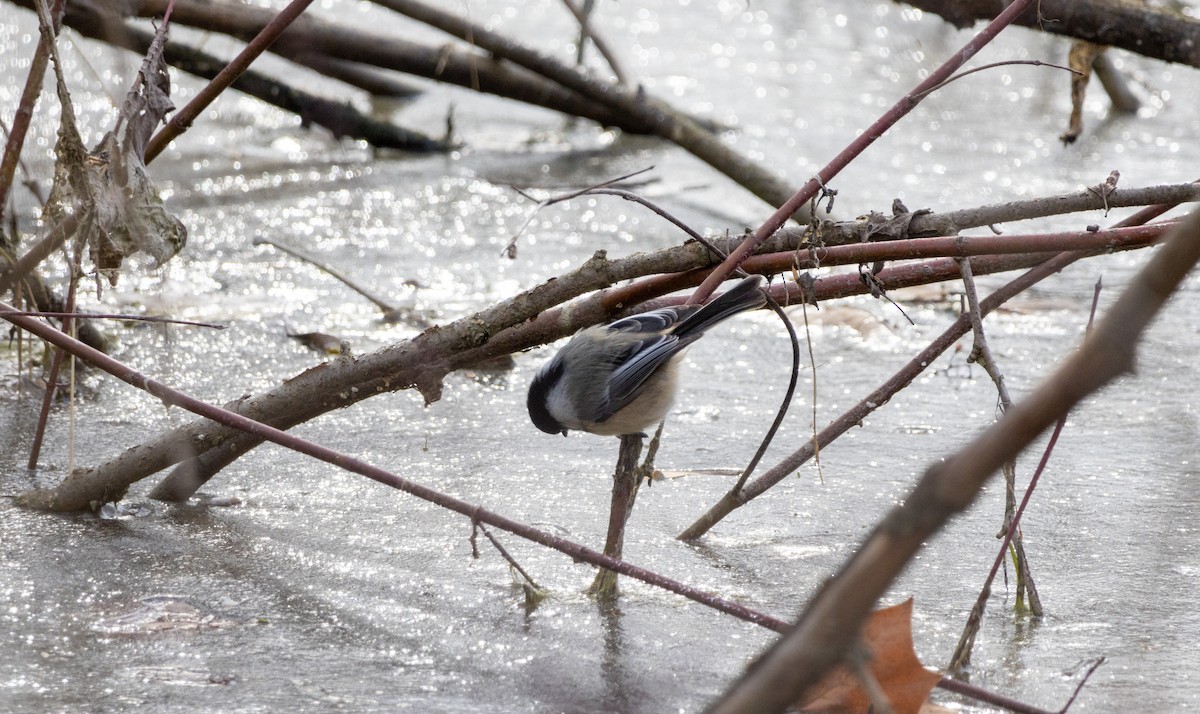 Black-capped Chickadee - ML536706181