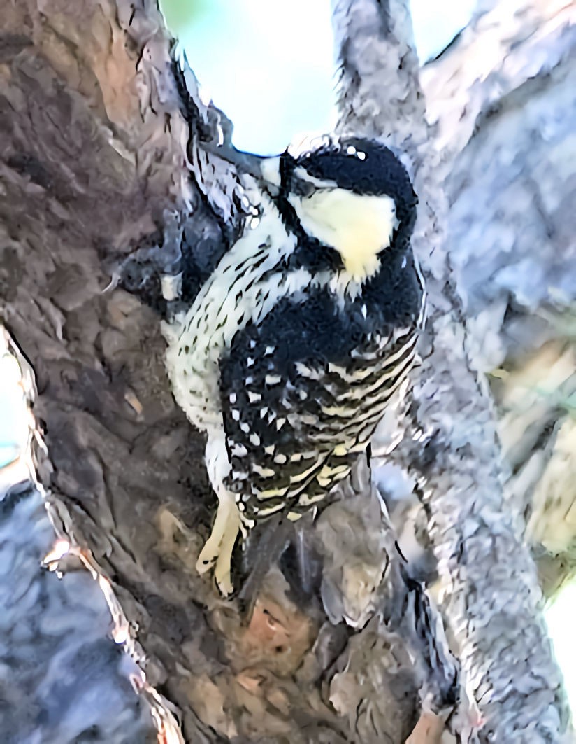 Red-cockaded Woodpecker - Doug Wassmer