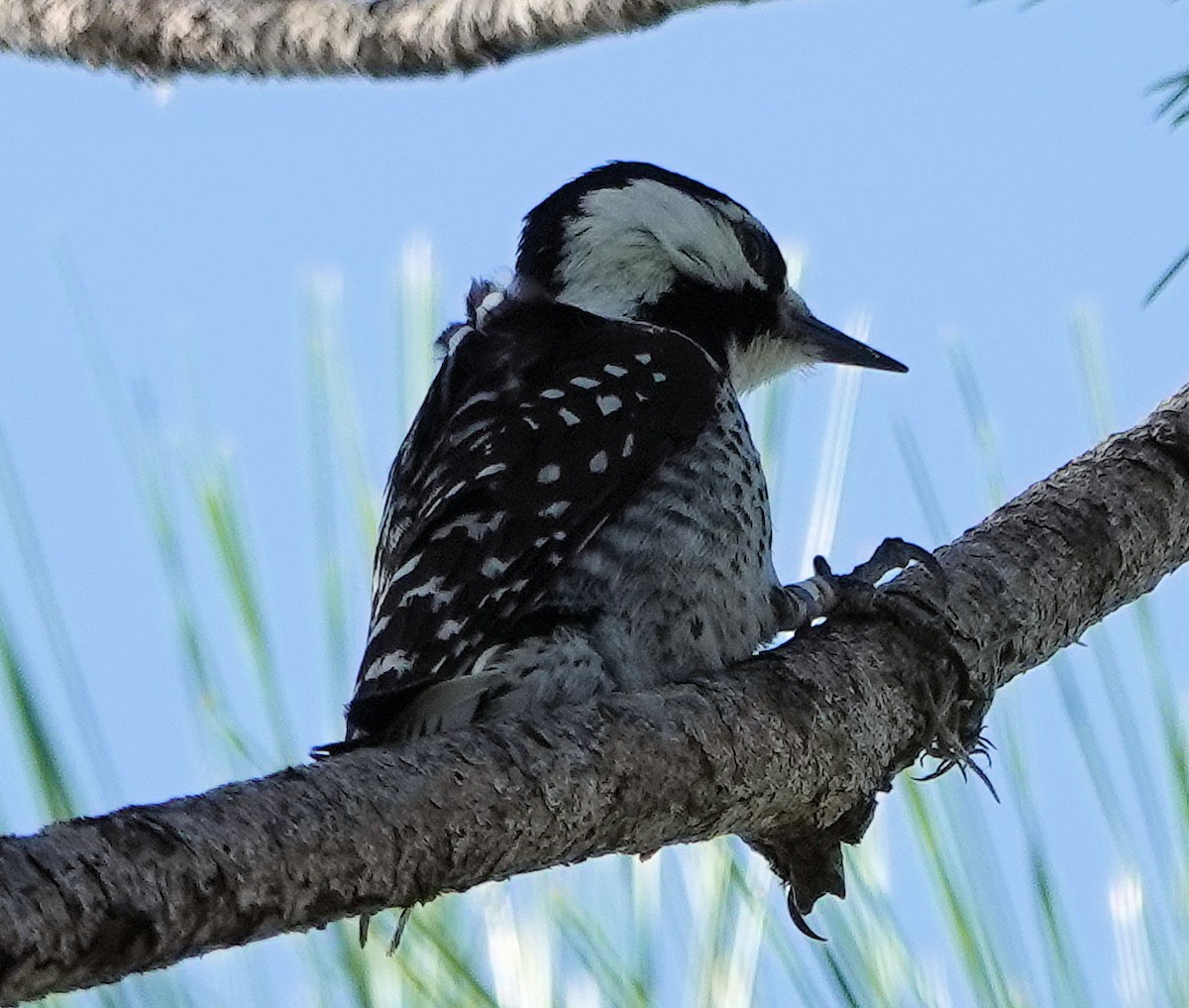 Red-cockaded Woodpecker - ML536707131