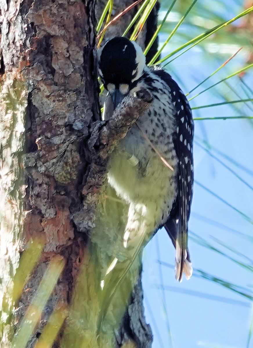 Red-cockaded Woodpecker - ML536707171