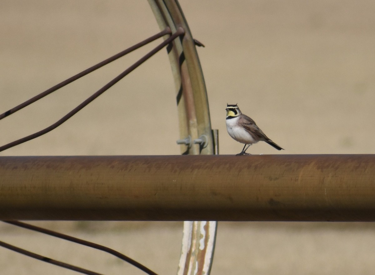 Horned Lark - ML536707281