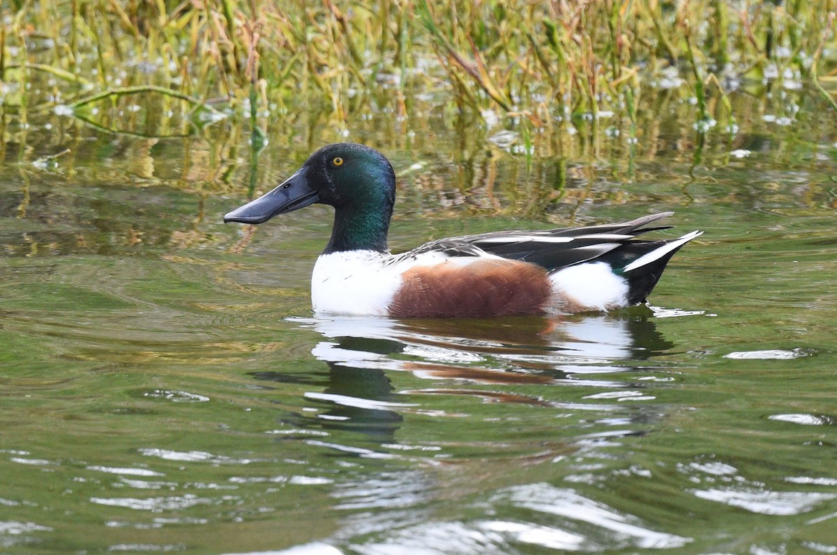 Northern Shoveler - ML536707851