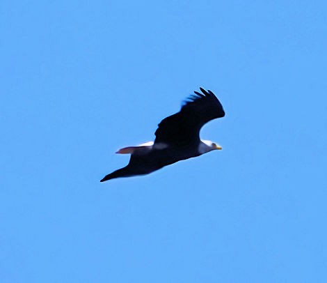 Weißkopf-Seeadler - ML536708031