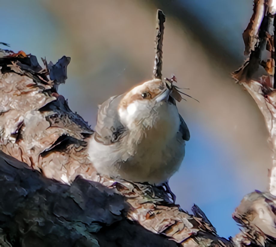 Brown-headed Nuthatch - Doug Wassmer