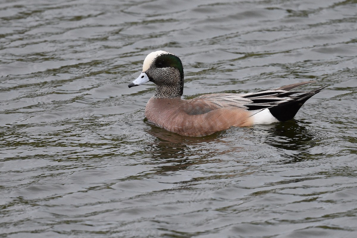 American Wigeon - ML536708181