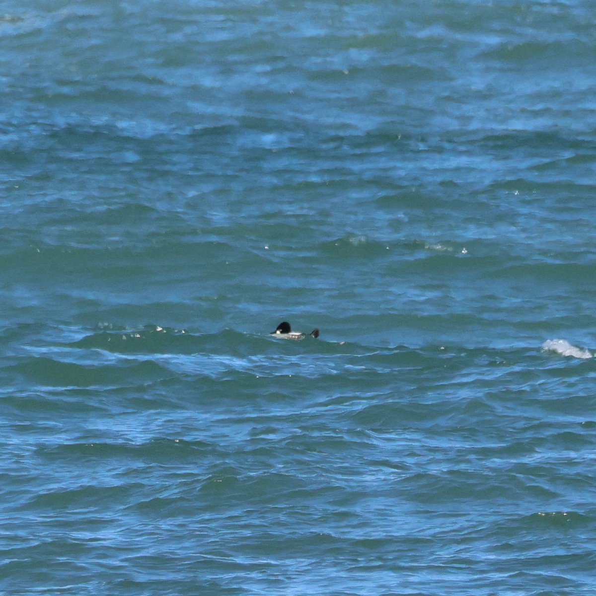 Common Goldeneye - ML536708331