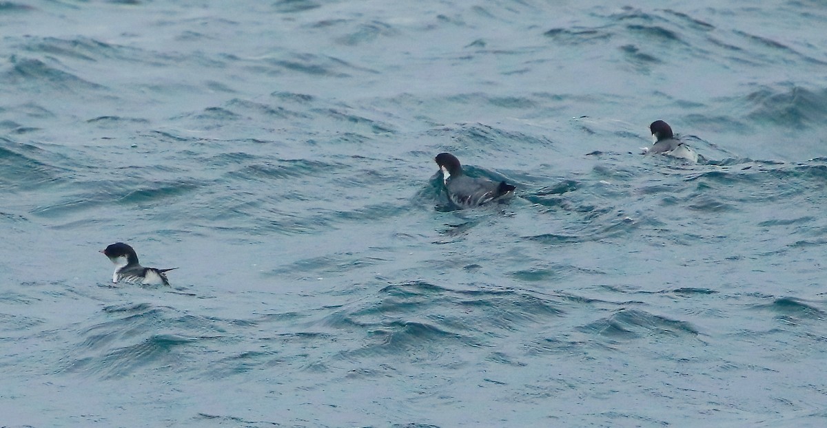 Ancient Murrelet - ML536709501