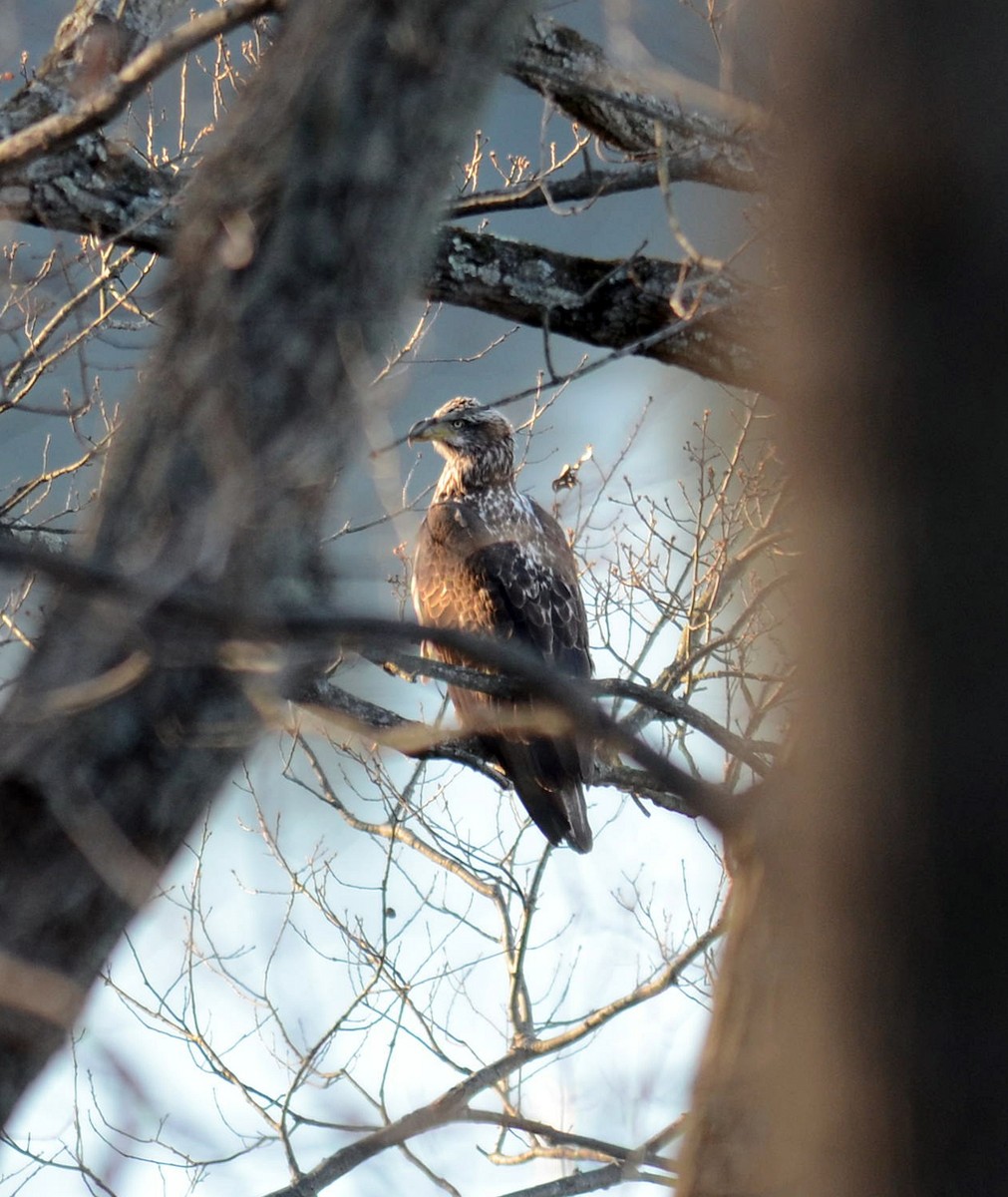 Bald Eagle - ML536710111