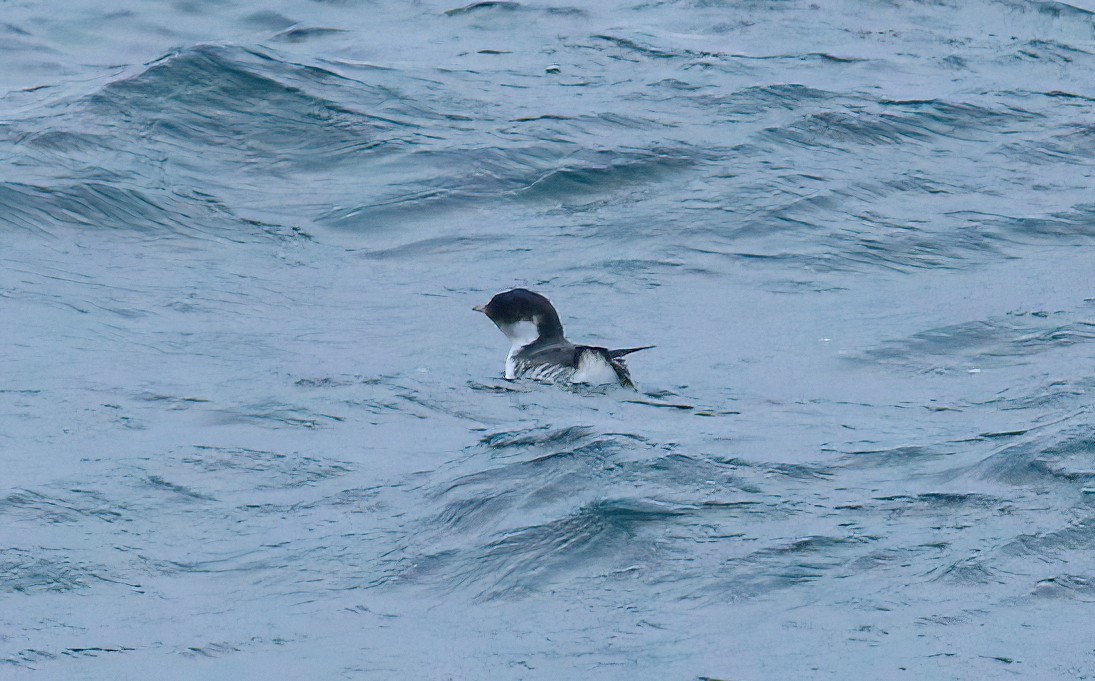 Guillemot à cou blanc - ML536710381