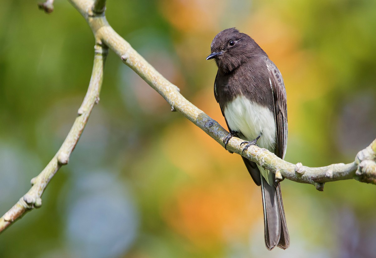 Black Phoebe - ML536711101