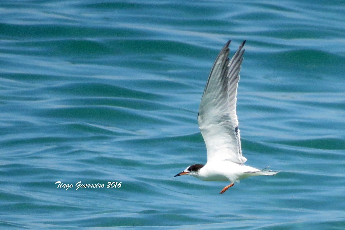 Common Tern - ML536711601