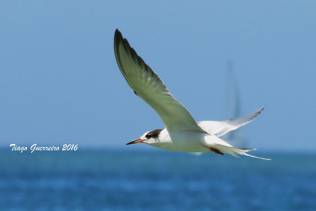 Common Tern - Tiago Guerreiro