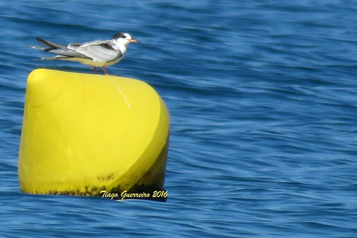 Common Tern - ML536711631