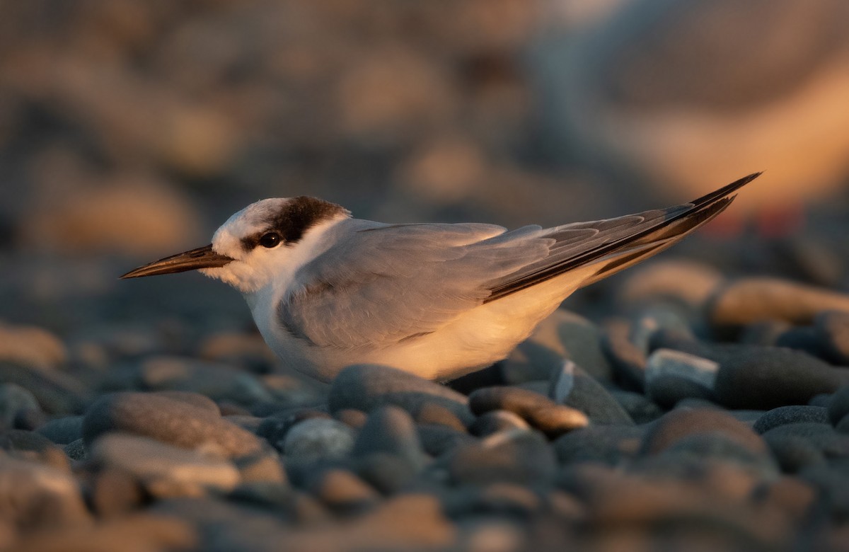 Little Tern - ML536713141