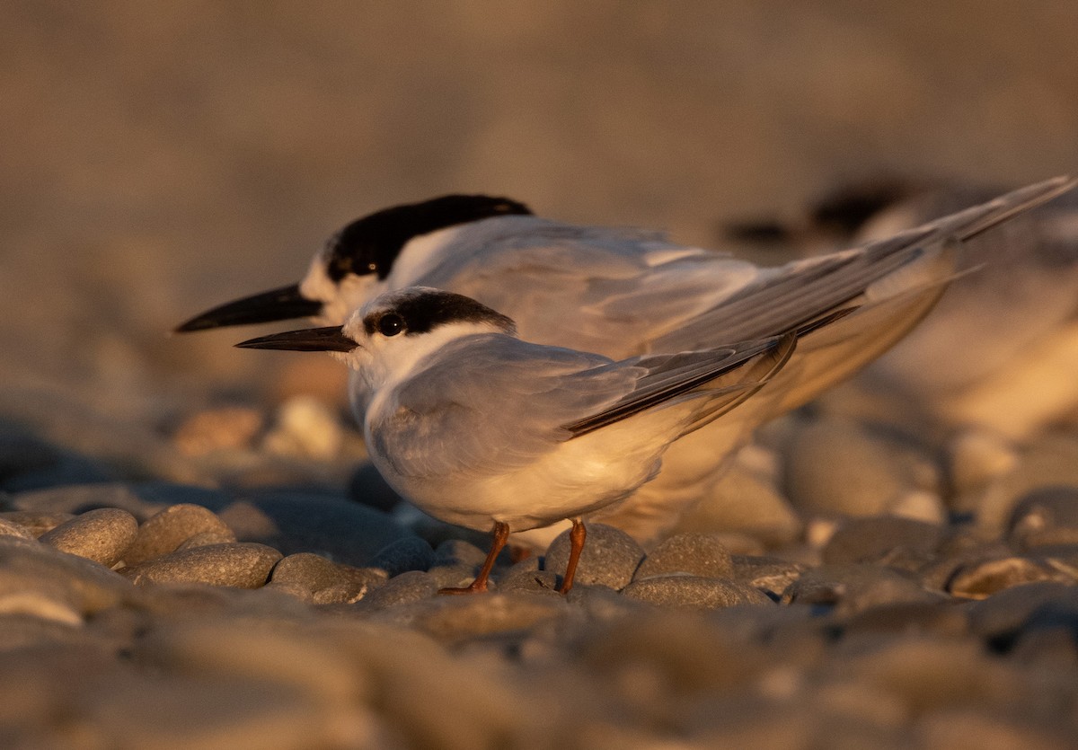 Little Tern - ML536713151