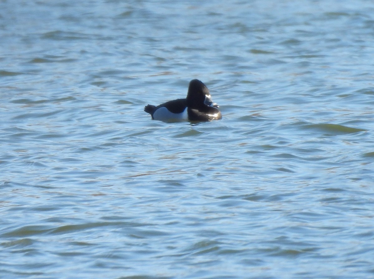 Ring-necked Duck - ML536713391