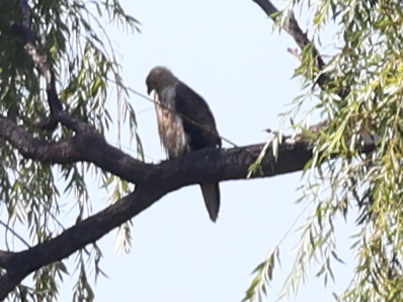 Whistling Kite - ML536714891