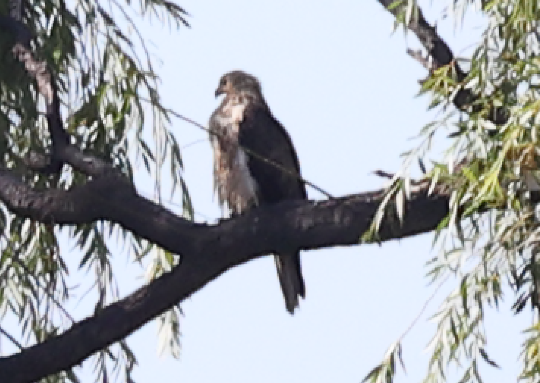 Whistling Kite - ML536714901