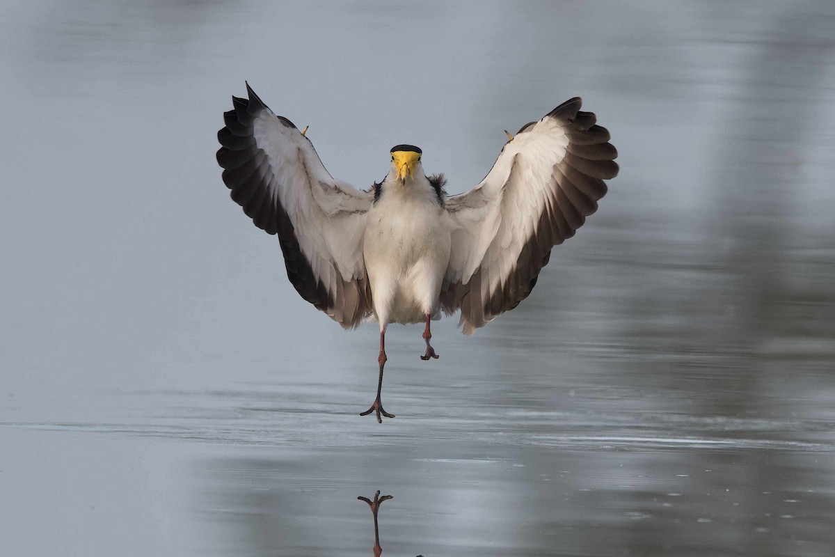 Masked Lapwing - Adrian van der Stel