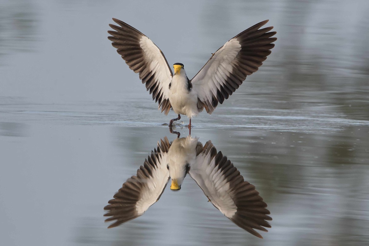 Masked Lapwing - Adrian van der Stel