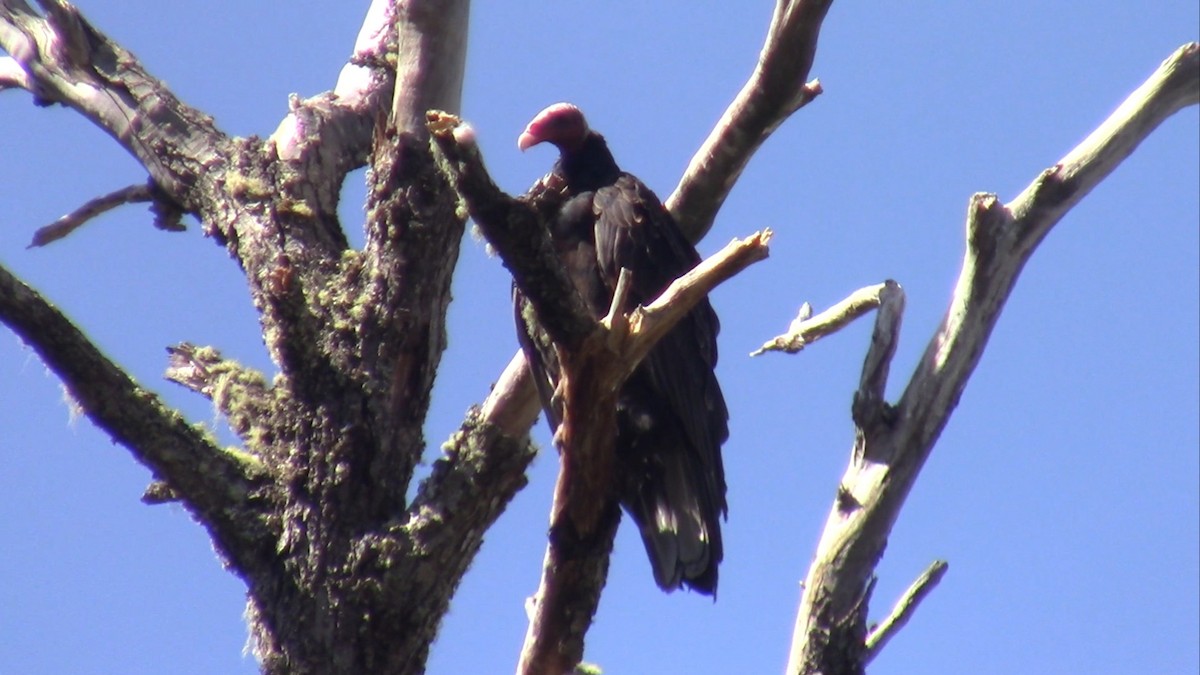 Turkey Vulture - ML536715481