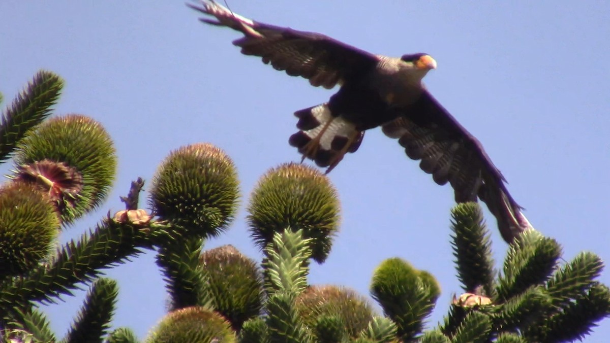 Crested Caracara - ML536715661