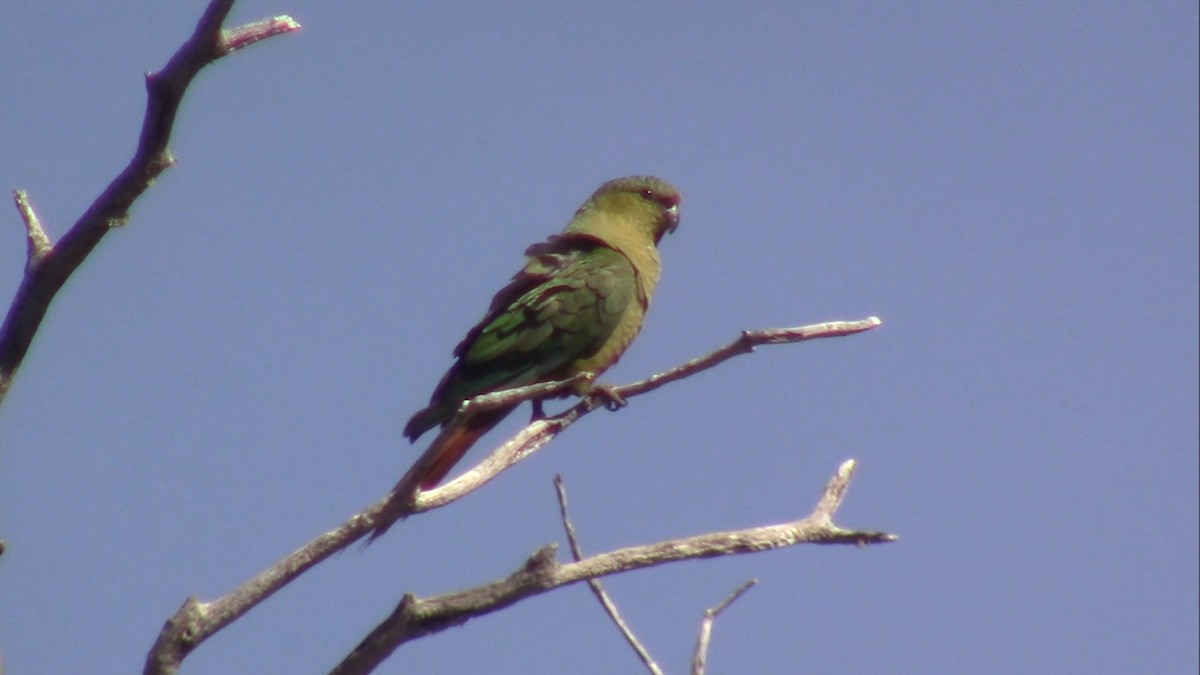 Austral Parakeet - ML536715711