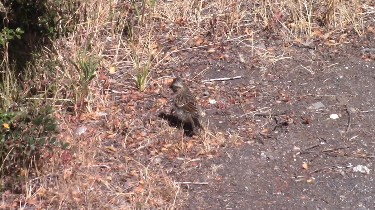 Rufous-collared Sparrow - ML536715841