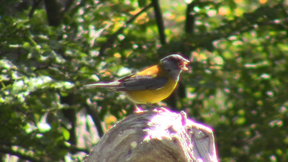 Patagonian Sierra Finch - ML536716051