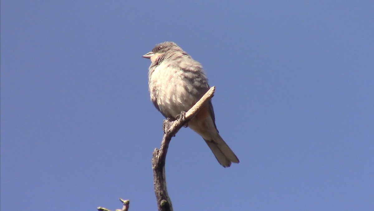 Diuca Finch - Camilo Garcia Gonzalez