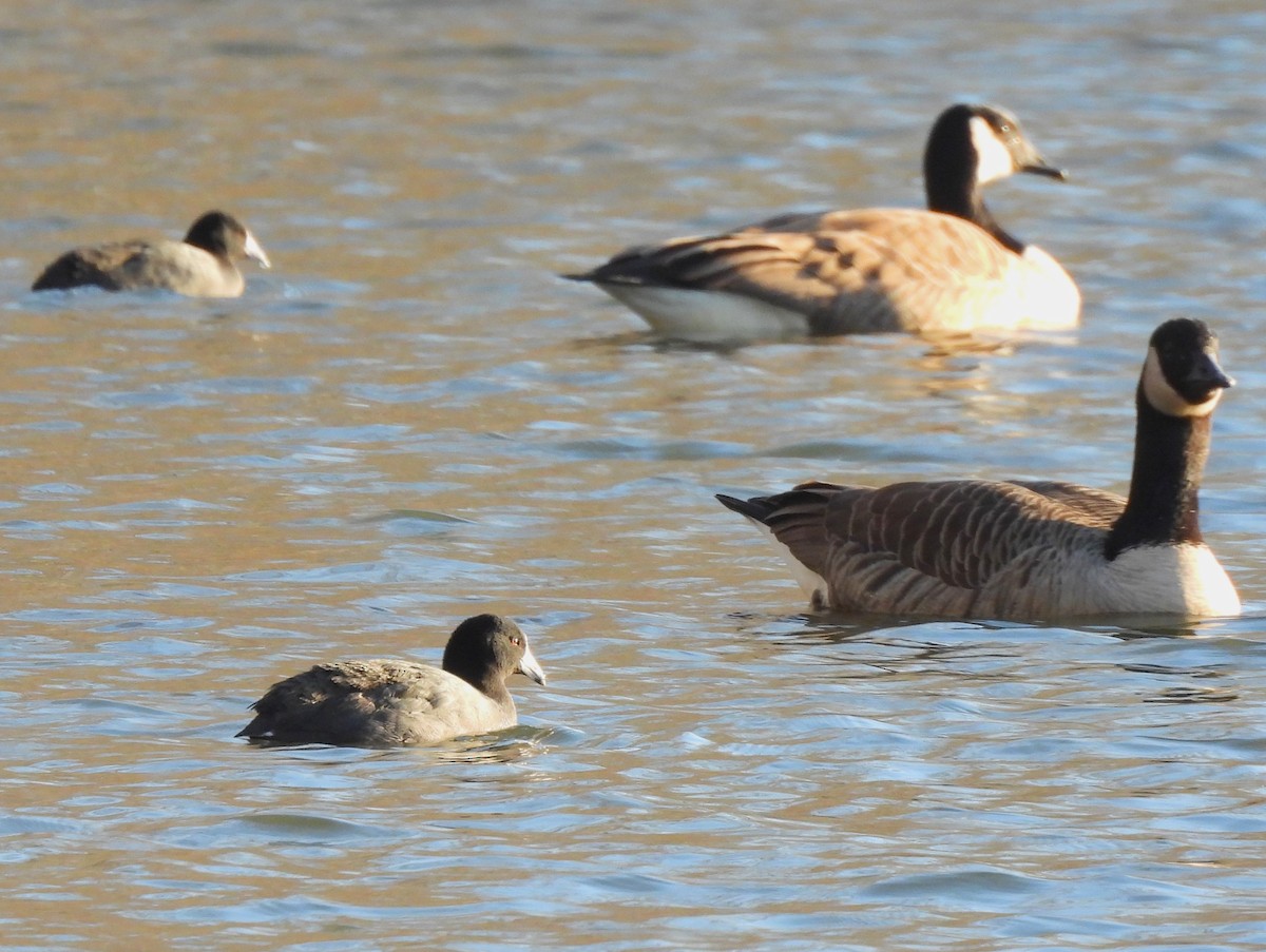 American Coot - ML536716321
