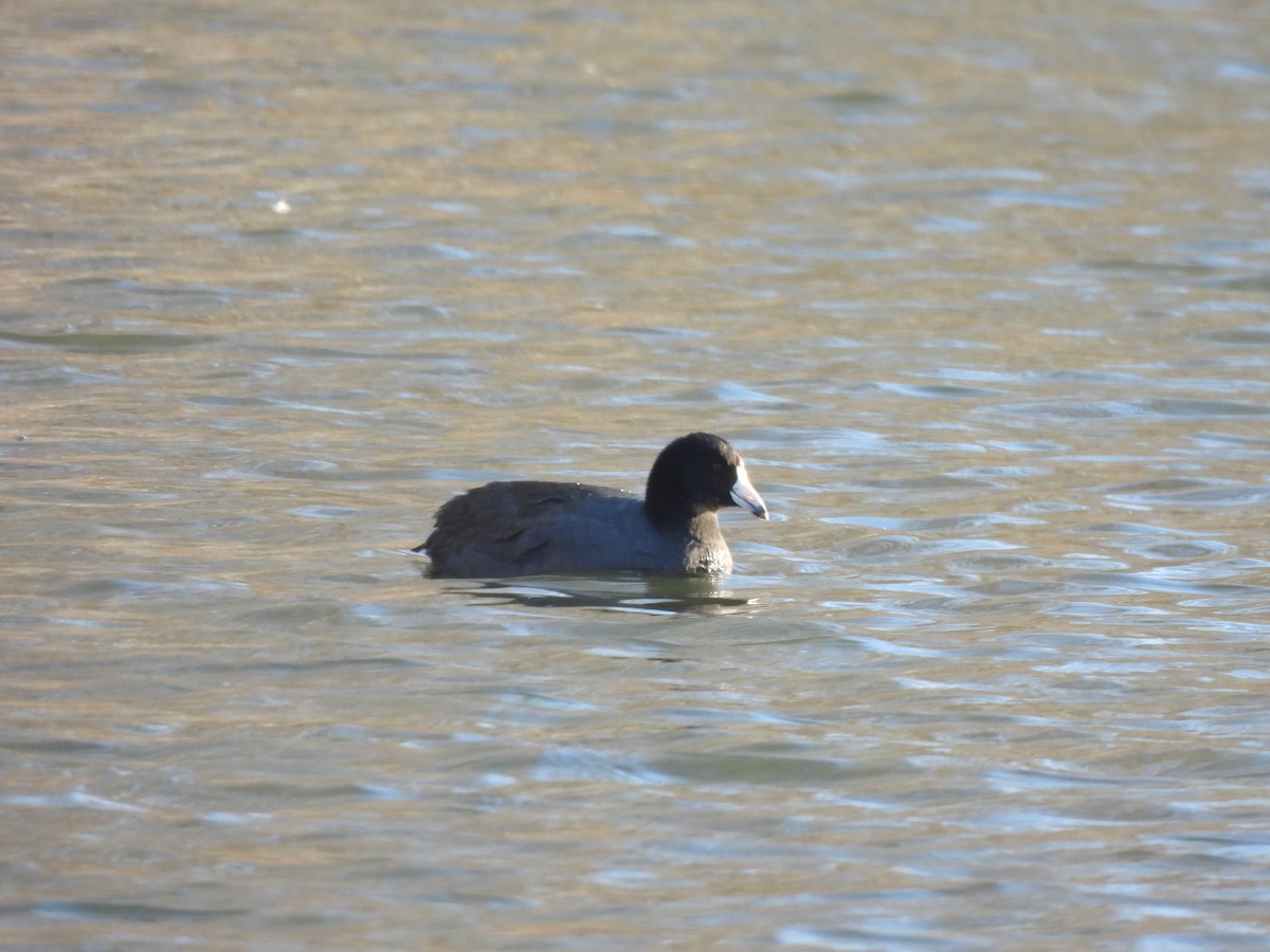 American Coot - ML536716331