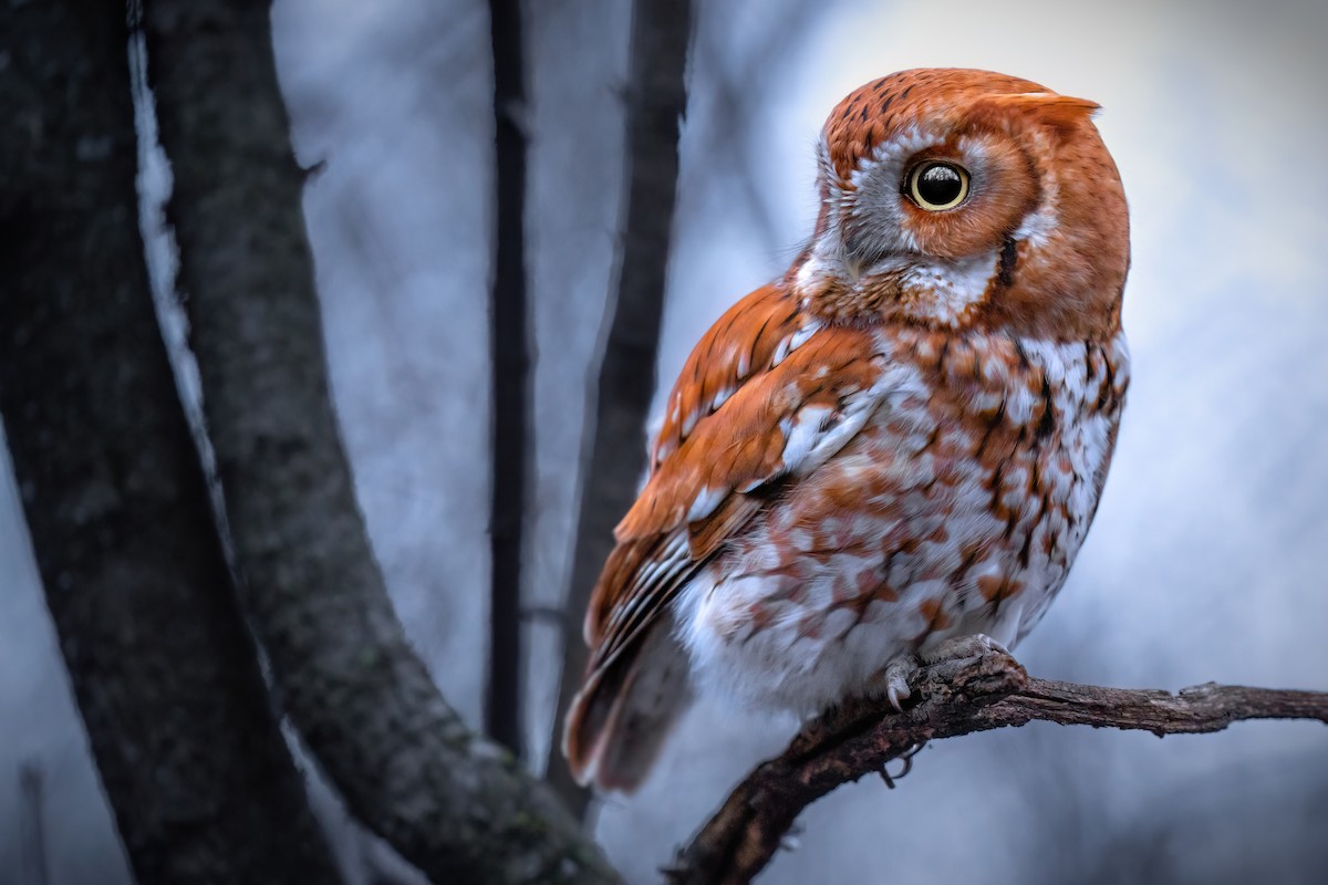 Eastern Screech-Owl - Matt Zuro