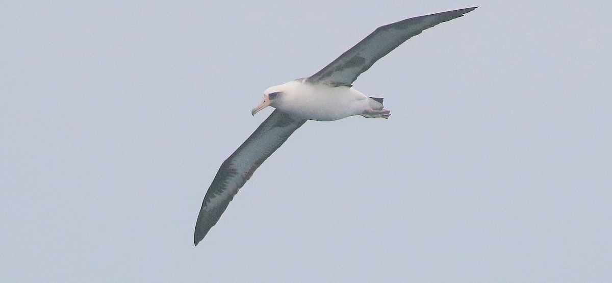 Laysan Albatross - Mark  Ludwick