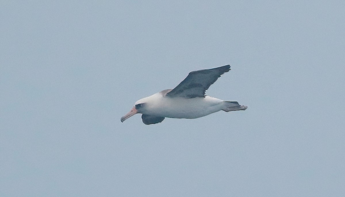 Albatros de Laysan - ML536716761