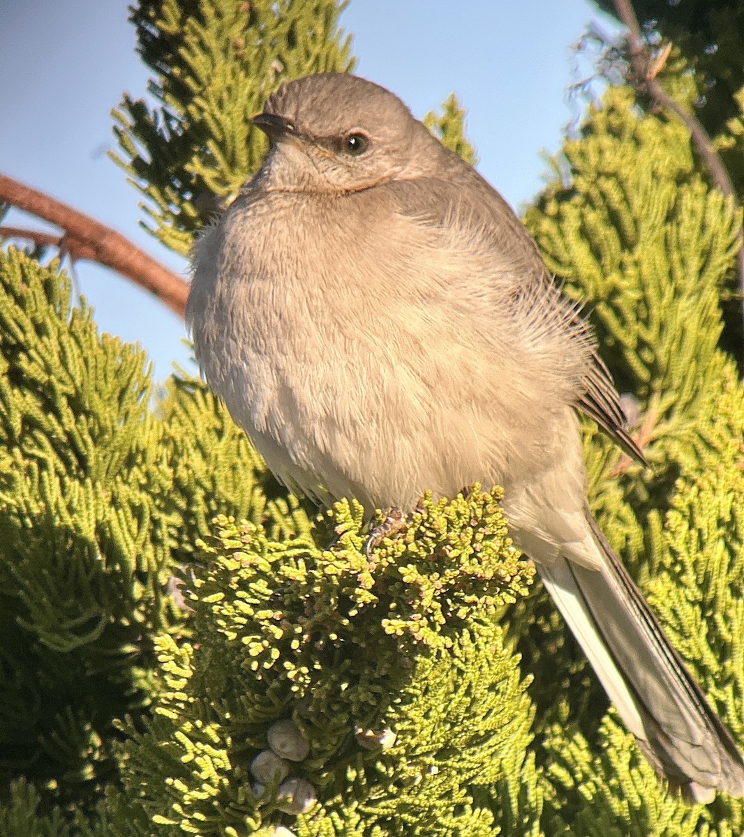 Northern Mockingbird - ML536717091