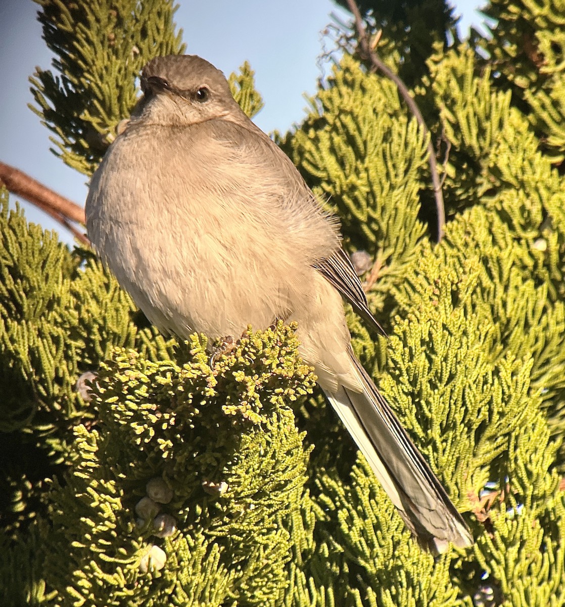 Northern Mockingbird - ML536717101