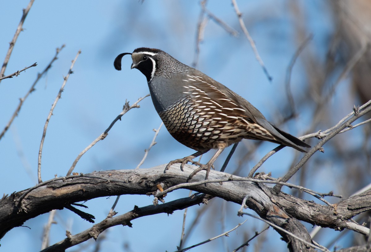 California Quail - Esther Sumner