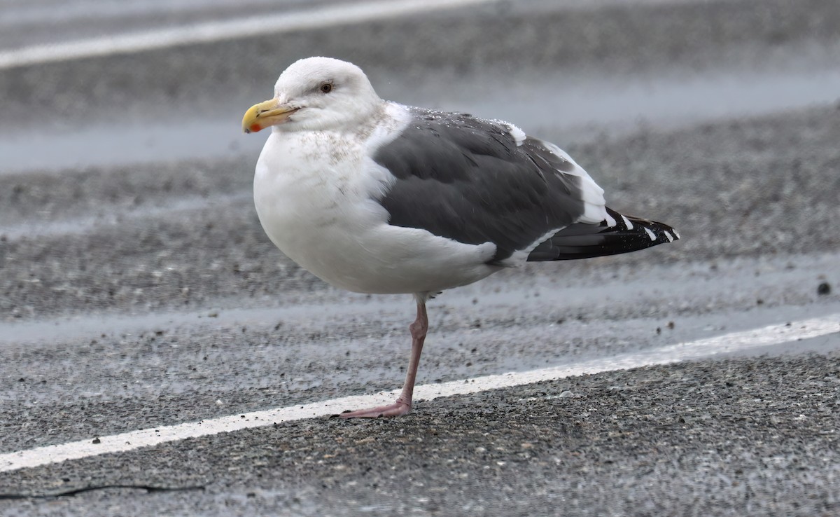 Goéland d'Audubon - ML536718991