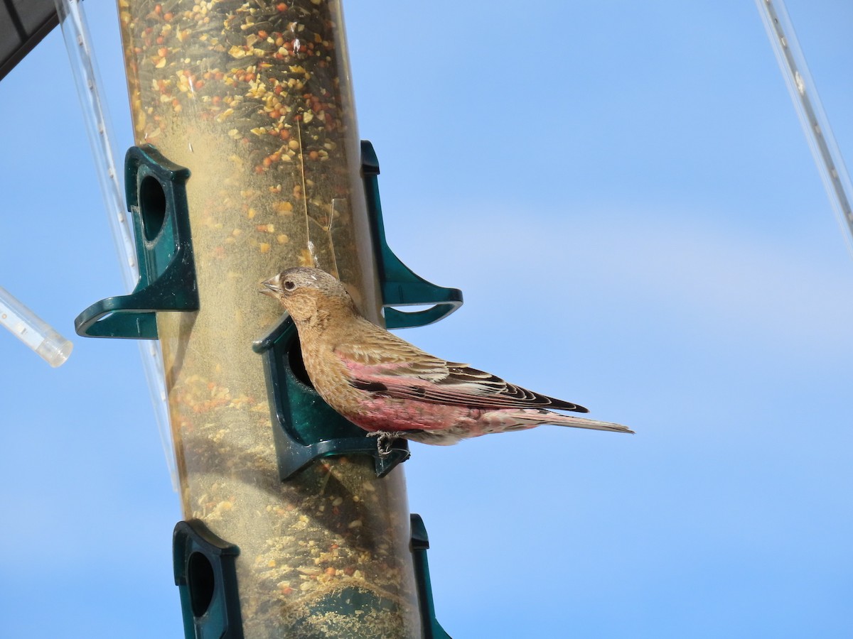Brown-capped Rosy-Finch - ML536721281