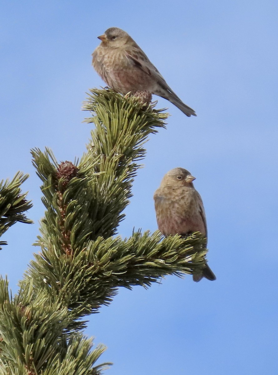 Brown-capped Rosy-Finch - ML536721291