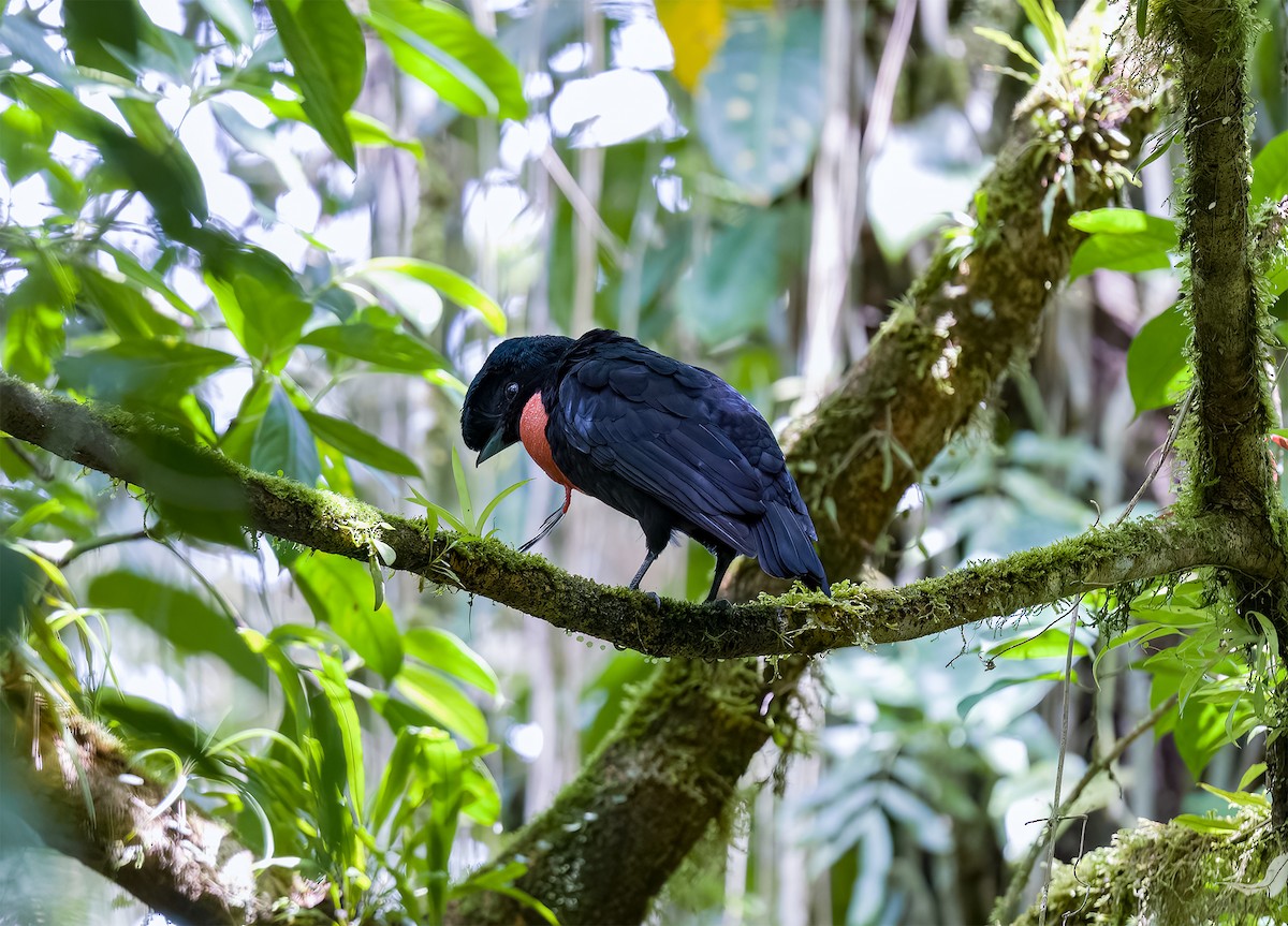 Bare-necked Umbrellabird - ML536721361