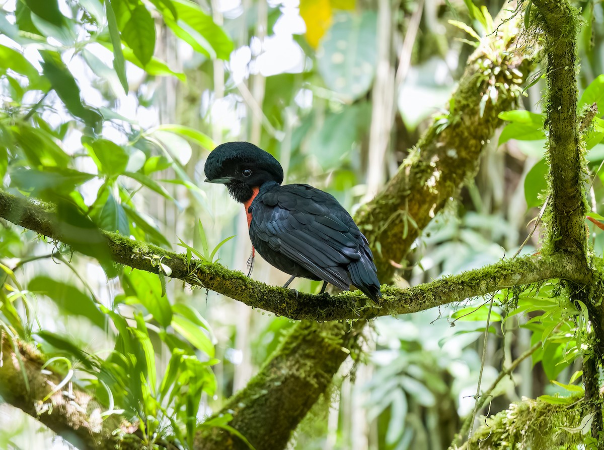 Bare-necked Umbrellabird - Diego Quesada