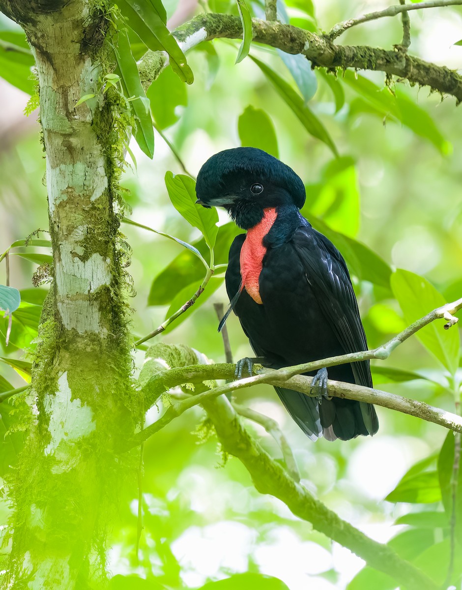 Bare-necked Umbrellabird - ML536721411