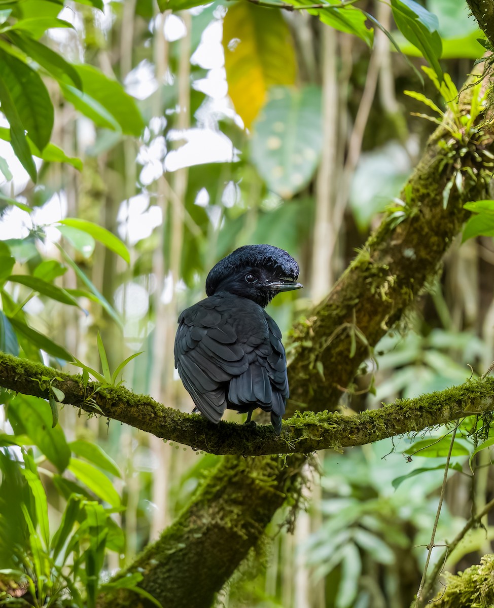 Bare-necked Umbrellabird - ML536721421