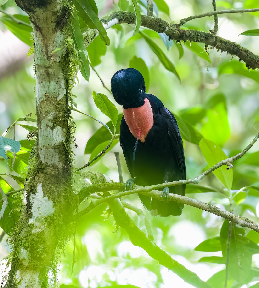 Bare-necked Umbrellabird - ML536721431