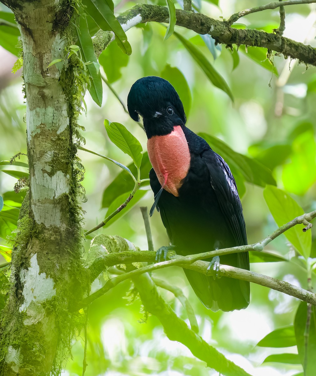 Bare-necked Umbrellabird - ML536721441