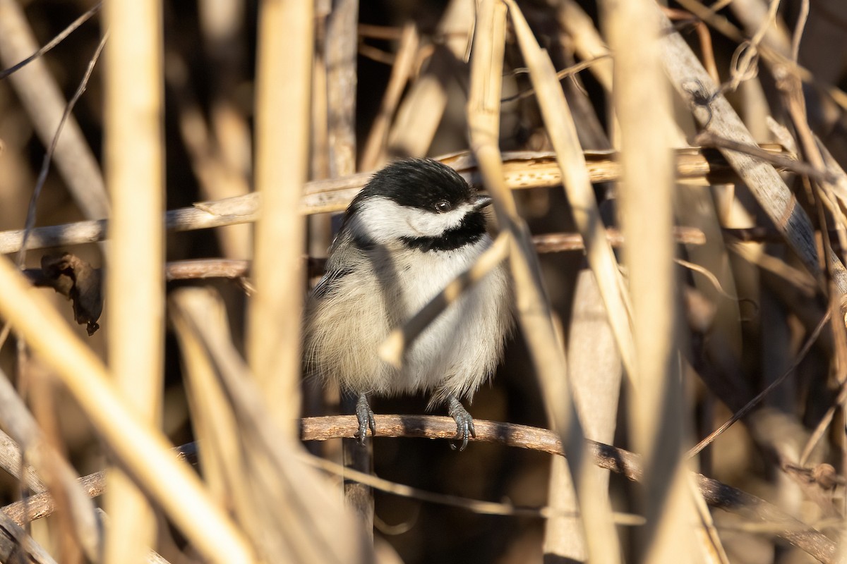 Black-capped Chickadee - ML536721991